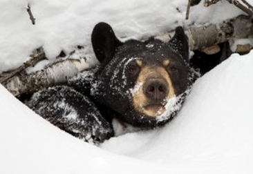 WILDLIFE-MONITORING-MOBILE-TECHNOLOGY-366X251 wildlife-monitoring-mobile-technology-366x251