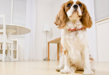 DOG-SITTING-TECHNOLOGY-366X251 Dog-Sitting-Technology-366x251