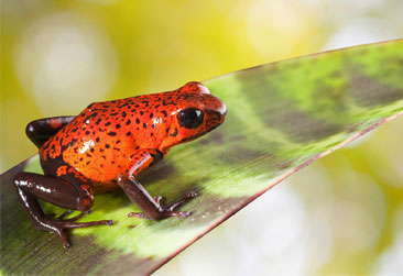 EXOTIC-PETS-366X251 exotic-pets-366x251